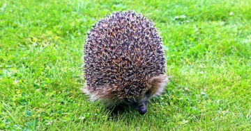 Igel (depositphotos.com)